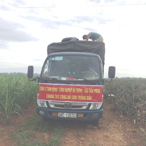 Tiền Phong hỗ trợ tiêu thụ dứa cho nông dân Thanh Hoá ảnh 4