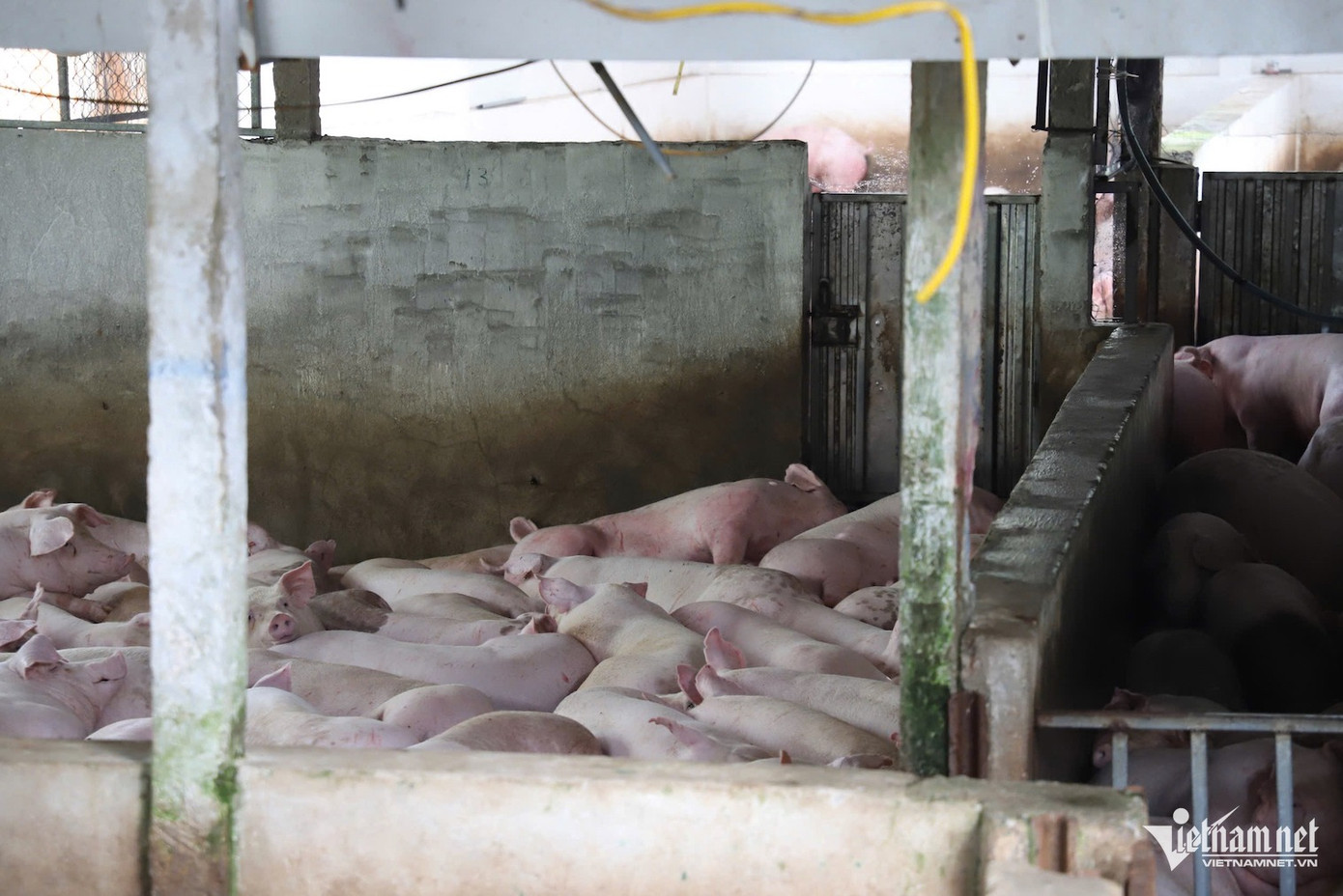 Cơ sở gia công do bà Trần Thị Nga làm chủ, đang tập kết khoảng 500 con heo của C.P. Việt Nam. Cơ sở gia công do bà Trần Thị Nga làm chủ, đang tập kết khoảng 500 con heo của C.P. Việt Nam.