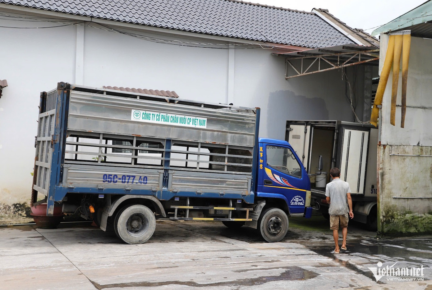 Xe chở heo về cơ sở giết mổ gia công cho C.P. Việt Nam ở Hậu Giang. Xe chở heo về cơ sở giết mổ gia công cho C.P. Việt Nam ở Hậu Giang.