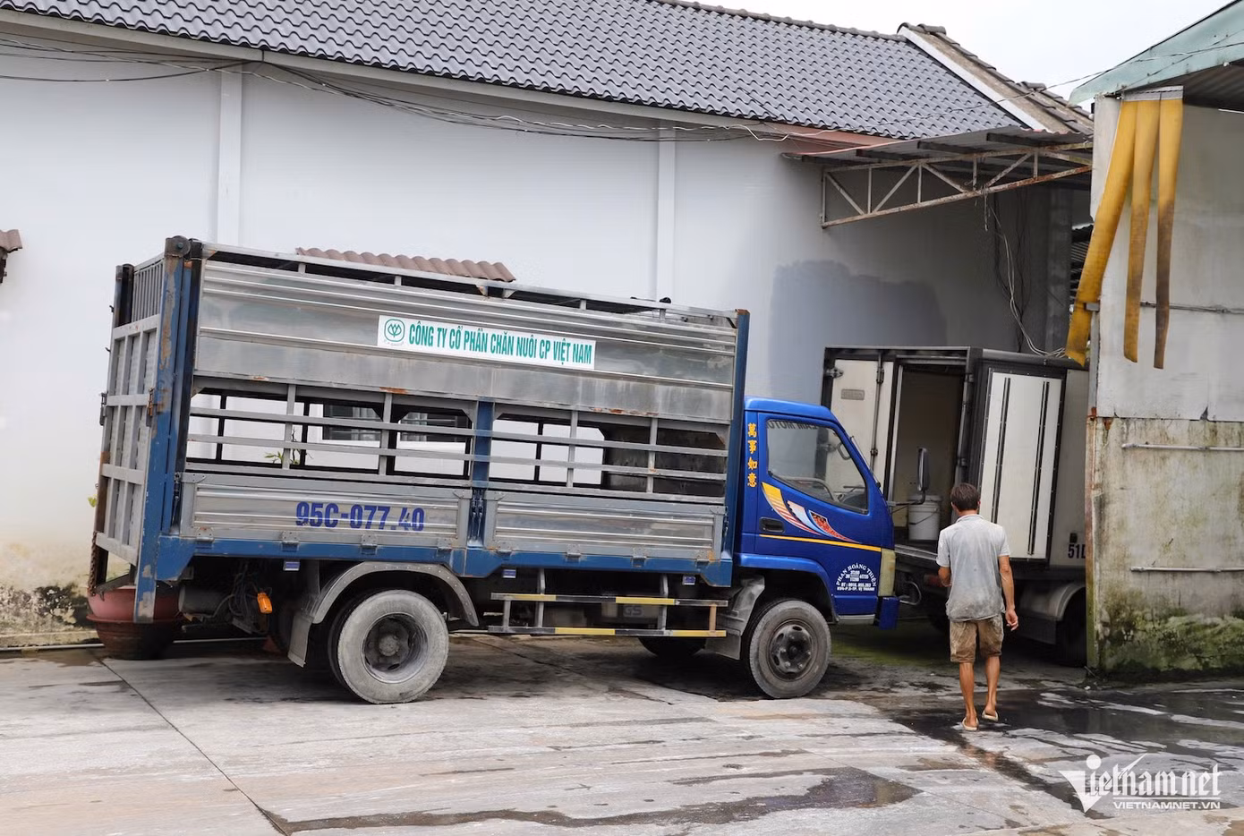 Xe chở heo về cơ sở giết mổ gia công cho C.P. Việt Nam ở Hậu Giang. Xe chở heo về cơ sở giết mổ gia công cho C.P. Việt Nam ở Hậu Giang.