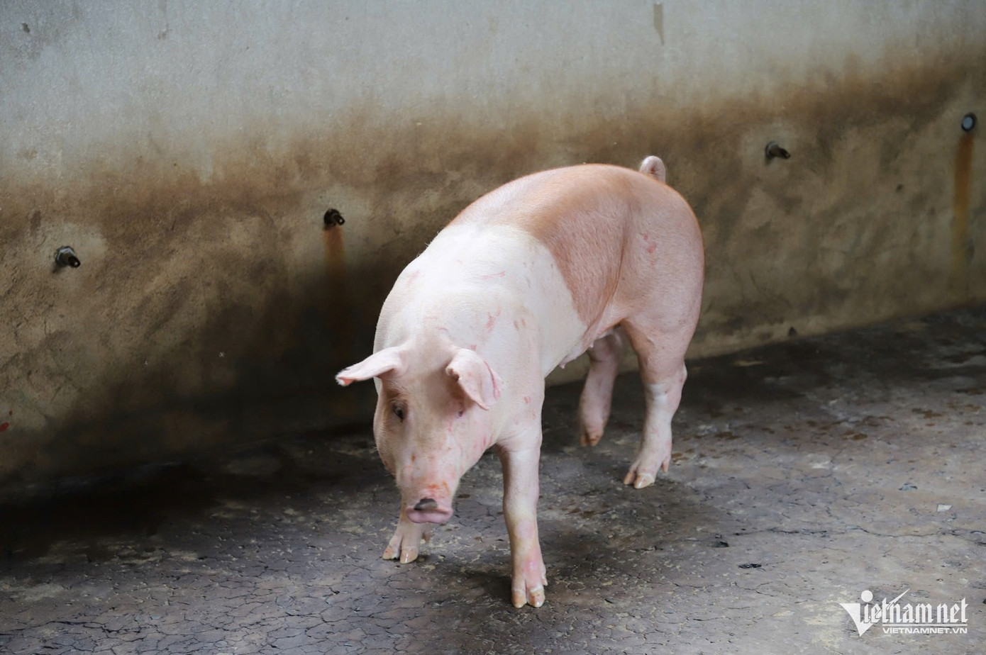 Heo được thả vào chuồng trước khi giết mổ. Heo được thả vào chuồng trước khi giết mổ.