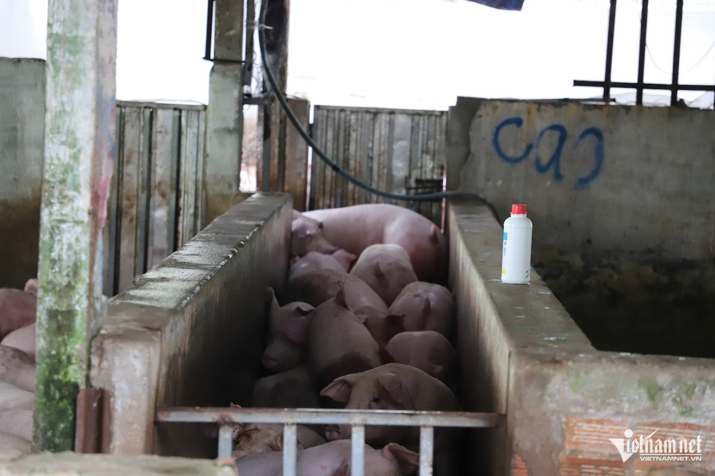 Heo nằm chật kín trong chuồng. Heo nằm chật kín trong chuồng.