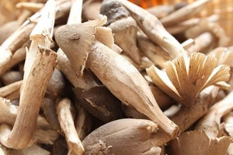 Đột nhập ma trận nấm mối được ủ bằng chất kích thích ảnh 2