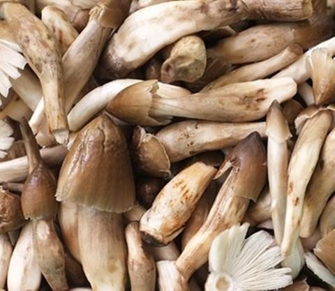 Đột nhập ma trận nấm mối được ủ bằng chất kích thích ảnh 1