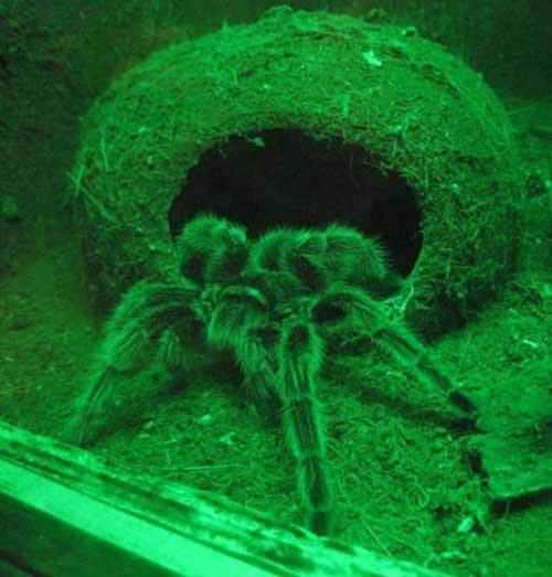 Nhện Tarantula, hay còn gọi là nhện sát thủ, được nhiều bạn trẻ yêu thích.