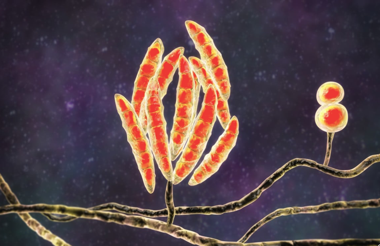 Hình ảnh minh hoạ. Hình ảnh minh hoạ.