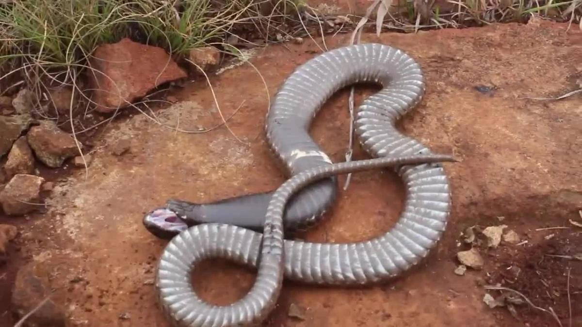 Rắn hổ mang Rinkhals giả chết. Ảnh cắt từ clip.