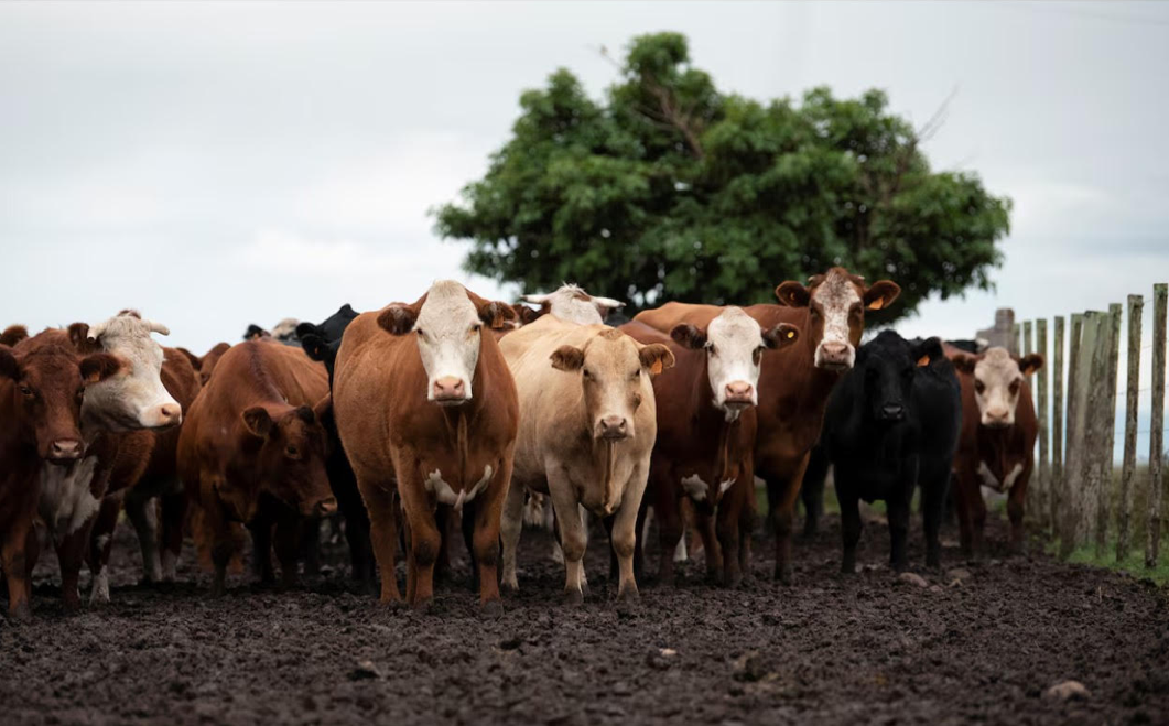 Những con bò trong nông trường ở Artigas, Uruguay. (Ảnh: Reuters)