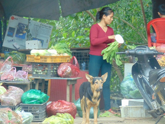 Chó cắn đứt mũi bé trai và mối lo thả rông chó không rọ mõm ảnh 1