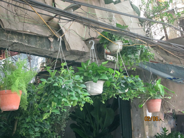 Những chậu hoa cũng lủng lẳng trên đầu người tham gia giao thông.