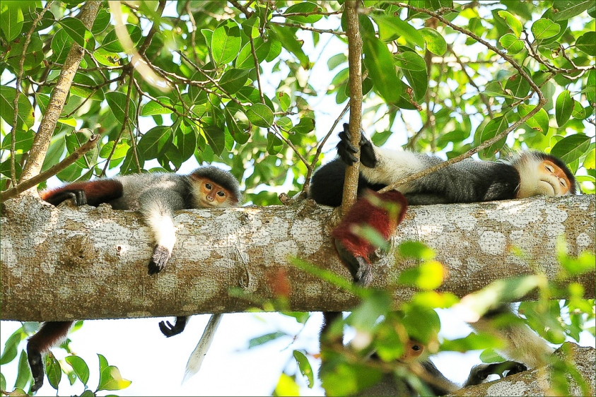 Ấn tượng loạt ảnh về môi trường và đa dạng sinh học Đà Nẵng ảnh 5