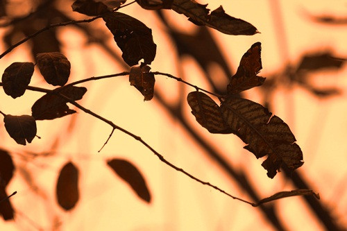 Hà Nội đẹp ngỡ ngàng trong tiết giao mùa tháng 3 ảnh 6