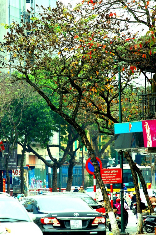 Hà Nội đẹp ngỡ ngàng trong tiết giao mùa tháng 3 ảnh 9