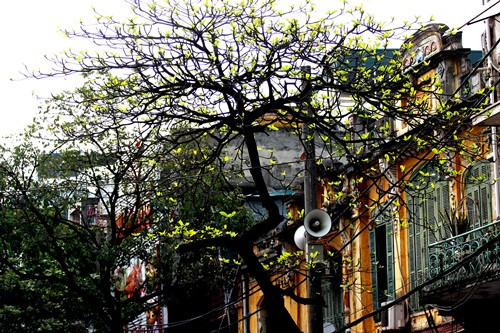 Hà Nội đẹp ngỡ ngàng trong tiết giao mùa tháng 3 ảnh 3