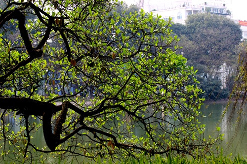 Hà Nội đẹp ngỡ ngàng trong tiết giao mùa tháng 3 ảnh 8