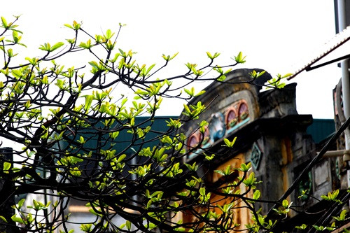 Hà Nội đẹp ngỡ ngàng trong tiết giao mùa tháng 3 ảnh 12