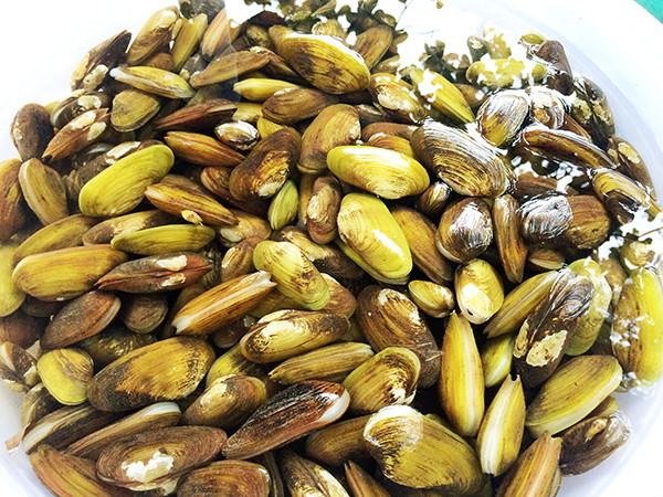 Chem chép-một trong những sản vật trên dòng sông Đồng Nai (tỉnh Đồng Nai). Chem chép-một trong những sản vật trên dòng sông Đồng Nai (tỉnh Đồng Nai).