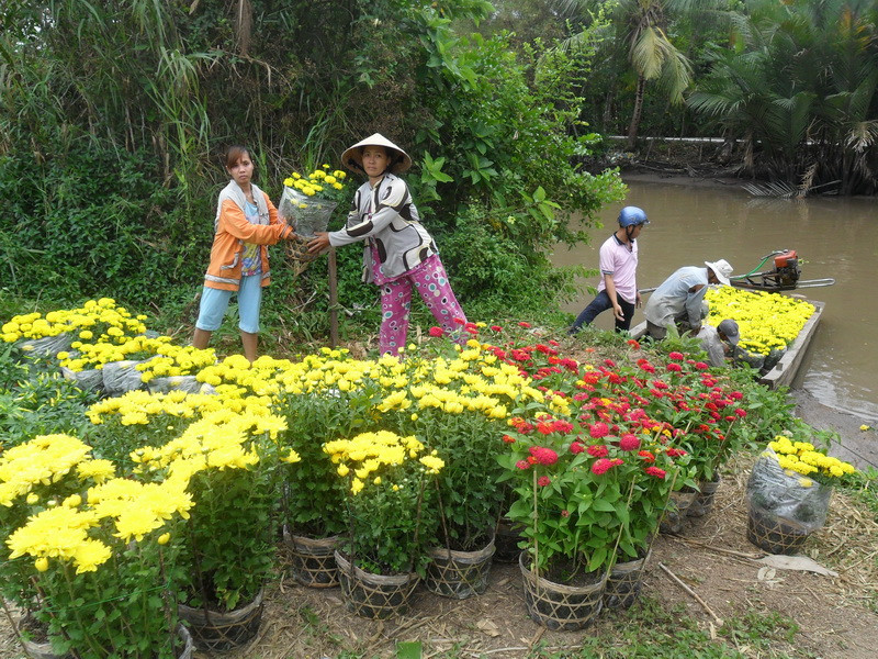 Hoa không ngừng lên chợ xã Thạnh Hoà (Phụng Hiệp, Hậu Giang) sáng 8-2