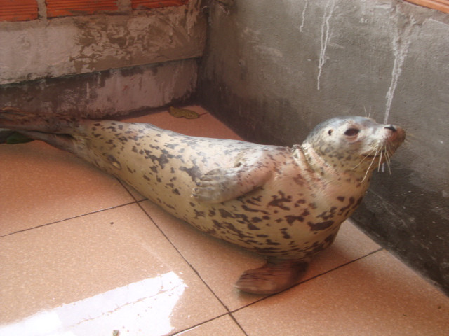 Bộ lông vàng mượt có điểm những đốm nâu rất đẹp