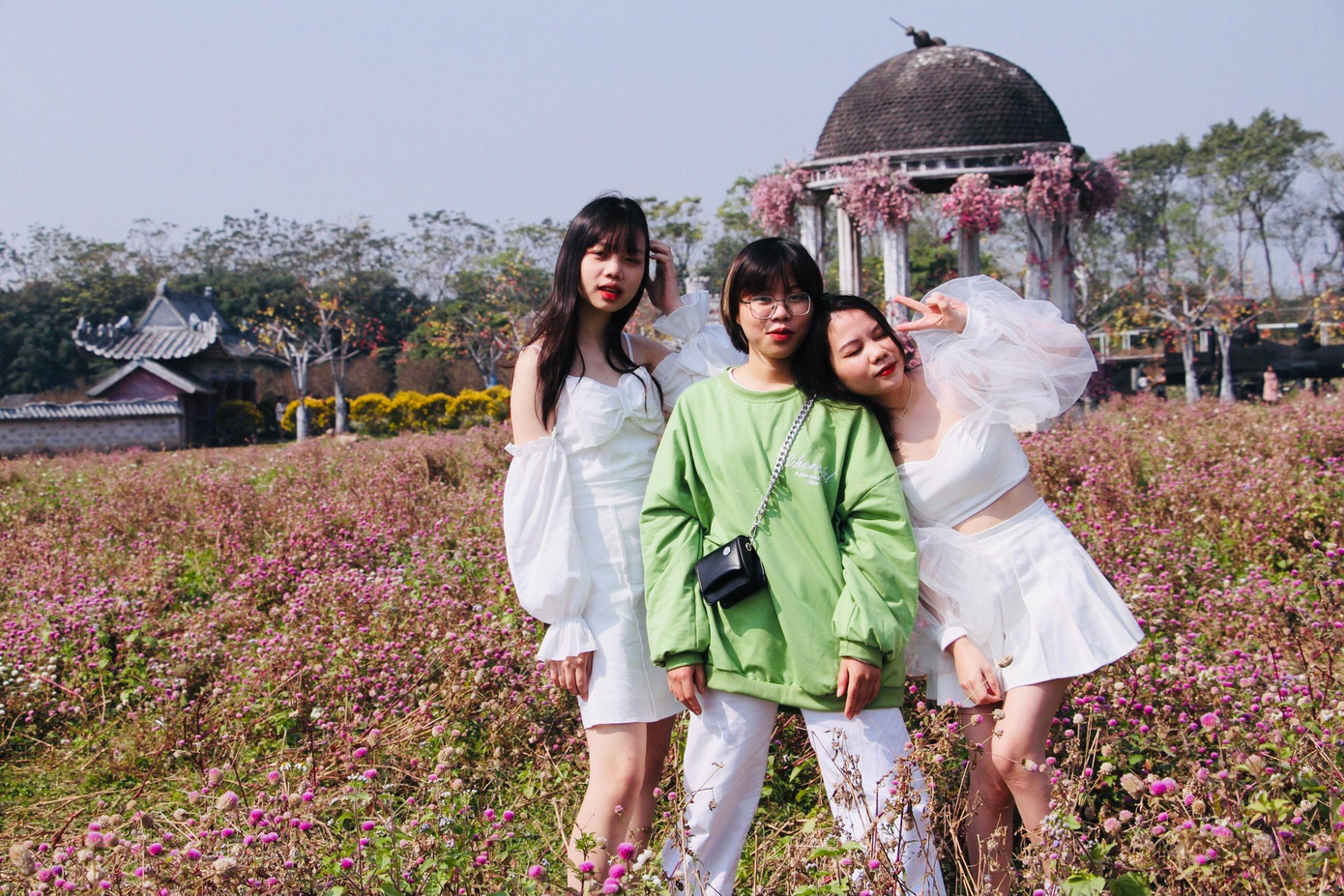 Cúc bách nhật có nhiều tên khác nhau như: Bách nhật hồng, thiên nhật hồng có cội nguồn vùng nhiệt đới nước Mỹ mang hai màu chính là trắng và tím.