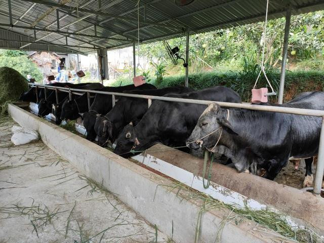 Đình Hợp chọn bò 3B là hướng phát triển chủ yếu. Đình Hợp chọn bò 3B là hướng phát triển chủ yếu.