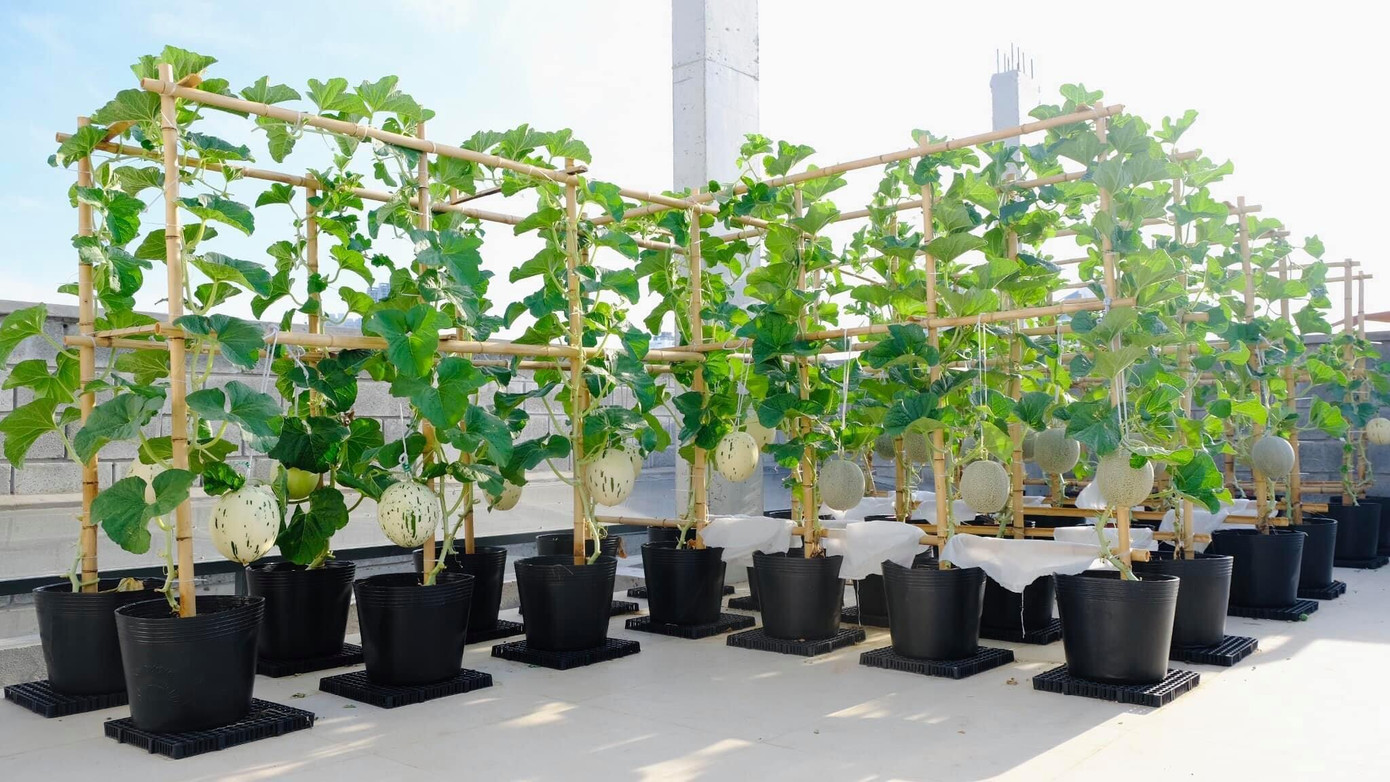 Kế hoạch của cô gái 9x khi mở rộng mô hình trồng rau trên sân thượng là xen kẽ, tích hợp nhiều loại rau quả khác nhau để phục vụ tối đa nhu cầu ăn rau hữu cơ của gia đình. Nếu thu hoạch được nhiều thì sẽ cho người thân. Kế hoạch của cô gái 9x khi mở rộng mô hình trồng rau trên sân thượng là xen kẽ, tích hợp nhiều loại rau quả khác nhau để phục vụ tối đa nhu cầu ăn rau hữu cơ của gia đình. Nếu thu hoạch được nhiều thì sẽ cho người thân.