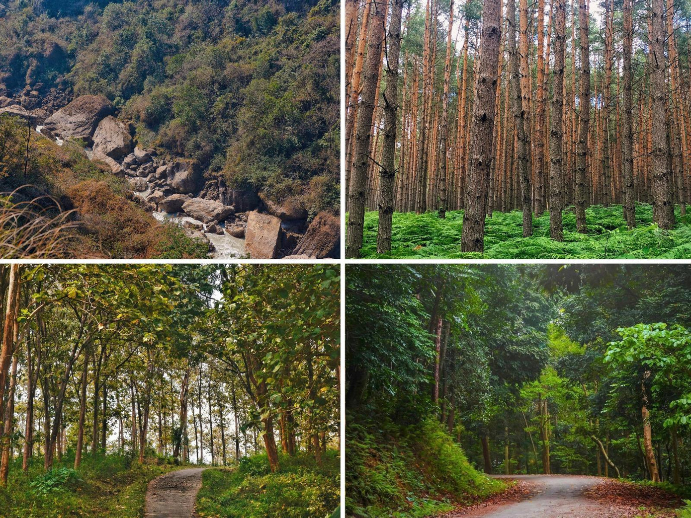 Những hình ảnh về rừng qua góc máy của Dũng.