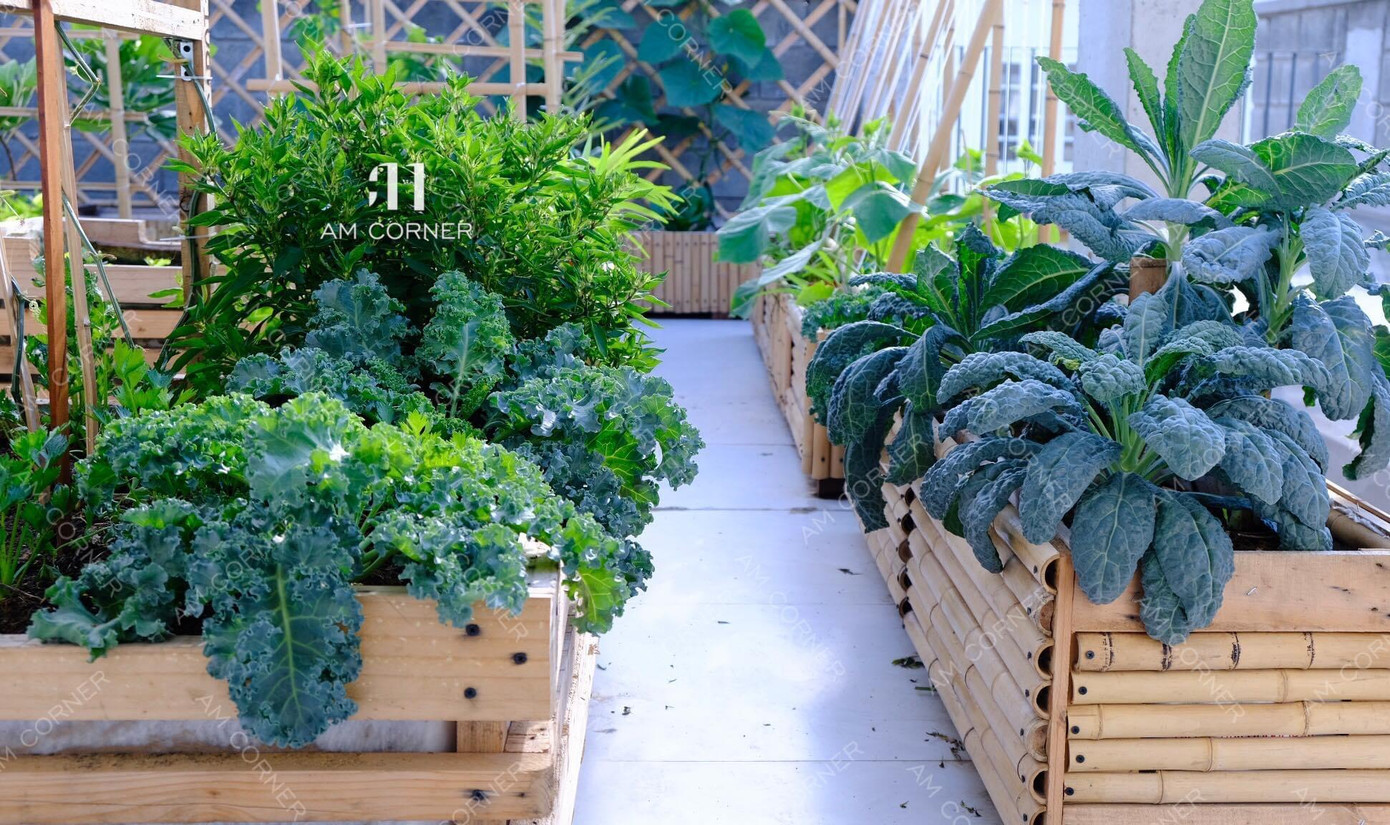 Chị Minh tận dụng không gian của 4 khu sân thượng với tổng diện tích khoảng 150m2 bao gồm: khu nhà ở trồng hoa hồng và sắp tới chuyển sang trồng cây ăn quả như sung, ổi, chanh, đu đủ; khu phơi đồ trồng các loại dây leo và rau bằng thùng xốp; khu thứ 3 và 4 là toàn bộ sân thượng với 100m2 trồng các loại rau quả theo mùa vụ. Chị Minh tận dụng không gian của 4 khu sân thượng với tổng diện tích khoảng 150m2 bao gồm: khu nhà ở trồng hoa hồng và sắp tới chuyển sang trồng cây ăn quả như sung, ổi, chanh, đu đủ; khu phơi đồ trồng các loại dây leo và rau bằng thùng xốp; khu thứ 3 và 4 là toàn bộ sân thượng với 100m2 trồng các loại rau quả theo mùa vụ.