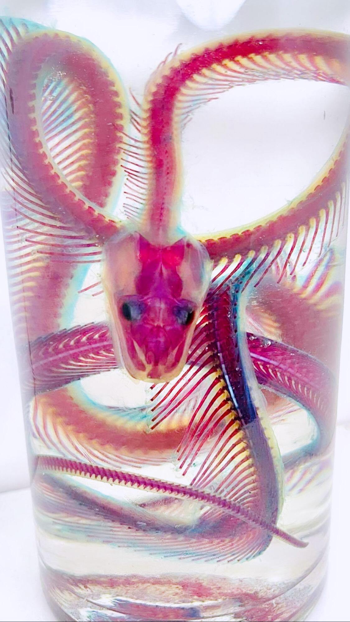 Đây là một trong những tiêu bản tâm đắc nhất của Phương - tiêu bản trăn 1m2. Với mẫu vật này, Phương mất hơn nửa năm để hoàn thành. Đây là một trong những tiêu bản tâm đắc nhất của Phương - tiêu bản trăn 1m2. Với mẫu vật này, Phương mất hơn nửa năm để hoàn thành.