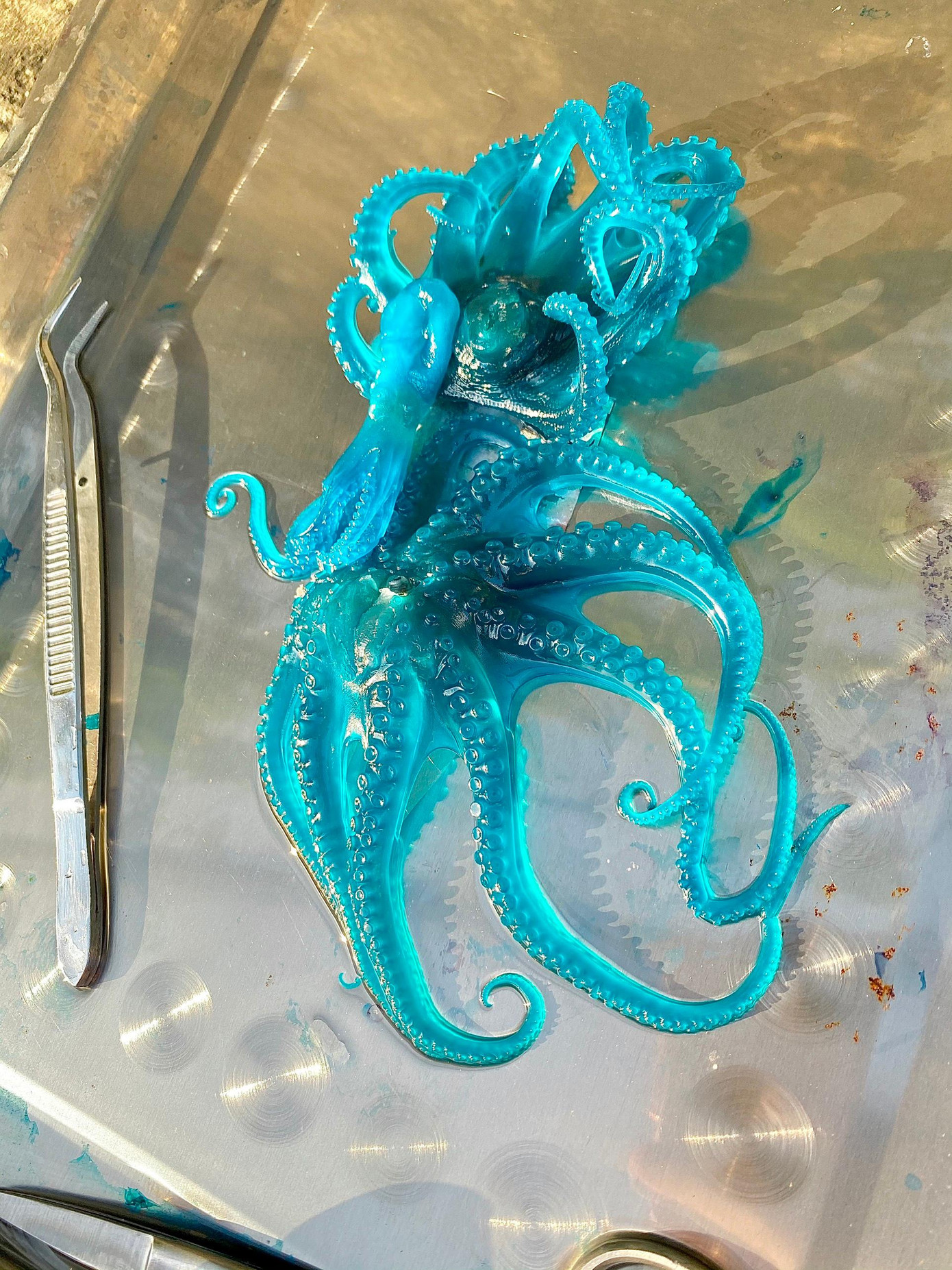 Nhuộm tiêu bản bạch tuộc. Nhuộm tiêu bản bạch tuộc.