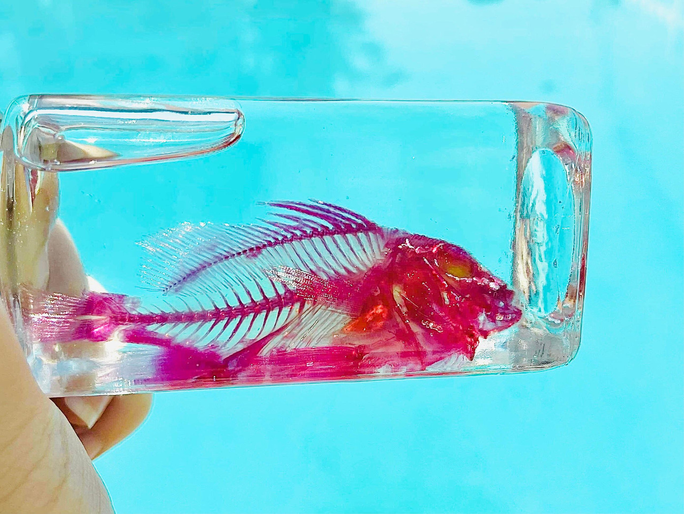 Mỗi ngày, Phương thường dành 5 tiếng để làm tiêu bản. Mỗi ngày, Phương thường dành 5 tiếng để làm tiêu bản.