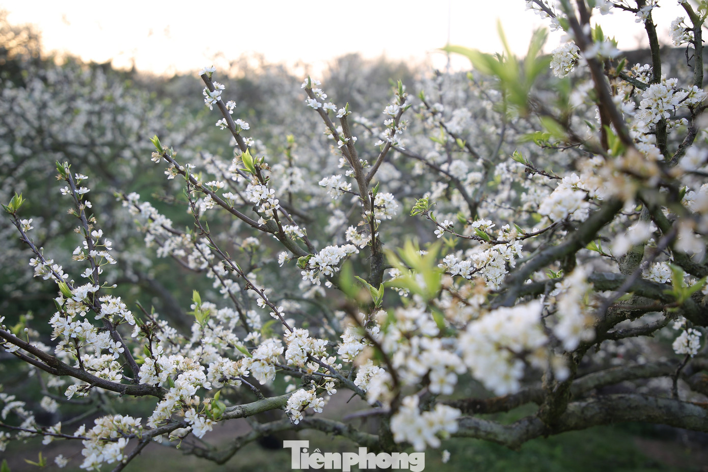 Trên địa bàn huyện Mộc Châu, tỉnh Sơn La hiện có hơn 3.200 ha mận hậu, mang lại hiệu quả kép là phát triển nông nghiệp gắn với du lịch. Theo đó, các doanh nghiệp, cơ sở, hộ gia đình được khuyến khích khai thác tiềm năng, xây dựng các mô hình du lịch trải nghiệm hái mận, chụp ảnh hoa mận… Vì vậy, các vườn mận tại Mộc Châu hiện thu phí tham quan với mức giá 20.000 - 30.000 đồng/người và không giới hạn thời gian. - Ảnh: Huy Thành