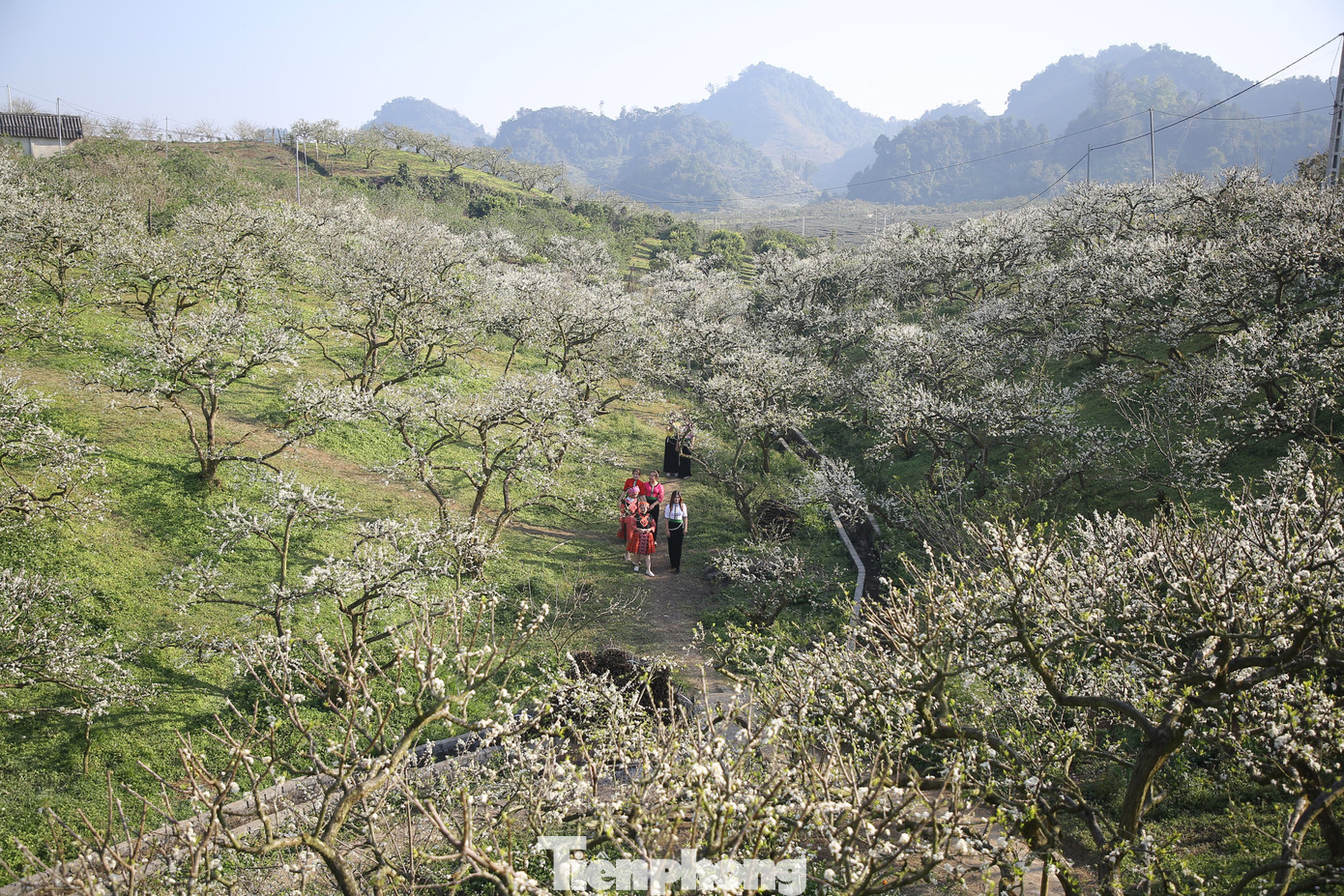 Thời gian phù hợp nhất trong ngày để ghé thăm các vườn mận là từ 9h sáng hoặc chiều sớm. - Ảnh: Huy Thành