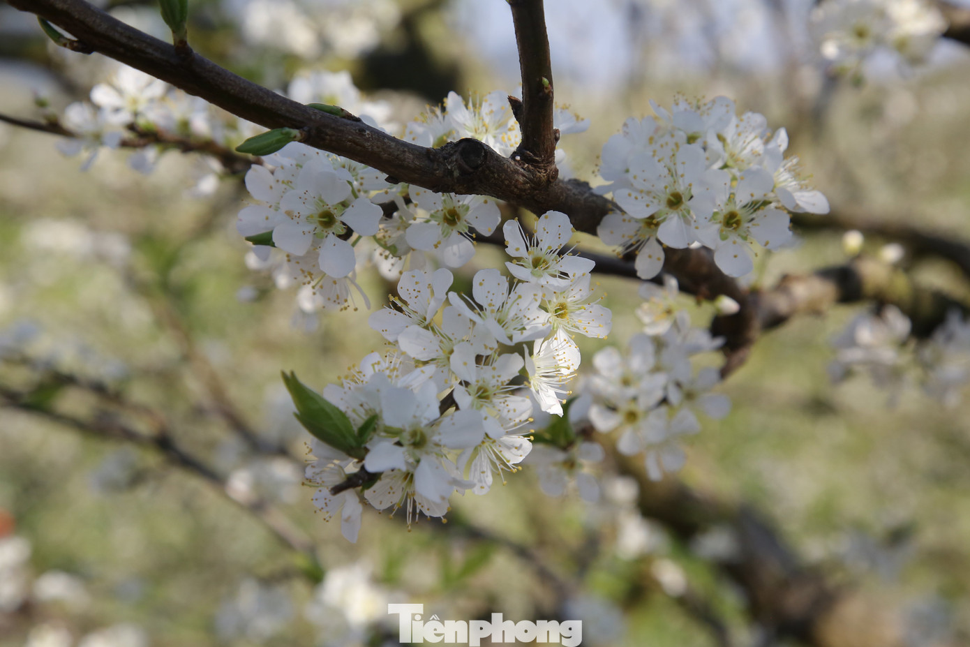 Cận cảnh vẻ đẹp tinh khôi của hoa mận. - Ảnh: Huy Thành