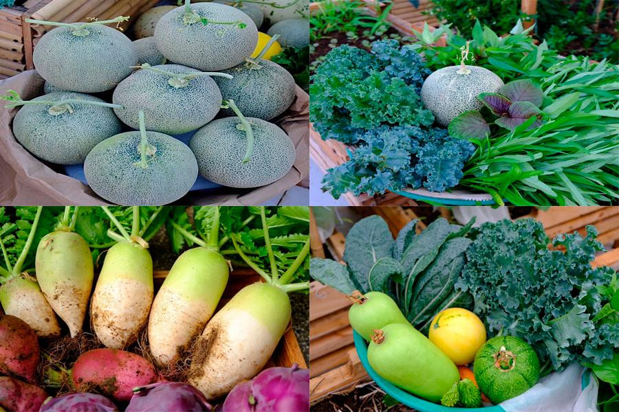 Nhiều người cũng bày tỏ sự quan tâm và muốn hỏi thêm phương pháp chăm cây của Ánh Minh khi cô thường xuyên chia sẻ hình ảnh trên mạng xã hội. Cô gái 9x bật mí: "Quá trình làm vườn của mình rất thoải mái, khi nào rảnh thì làm khi đó, mua đồ vật tư một cách "lai rai". Tuy nhiên, số tiền đầu tư không quá đắt vì đa số mình tự thiết kế nên chỉ tốn tiền mua vật liệu. Để đạt đến mức hữu cơ 100% thì mình chưa đủ và không có dụng cụ đo đạc kiểm tra, yếu tố ảnh hưởng mình không kiểm soát được như môi trường và chất lượng nguồn nước. Nhiều người cũng bày tỏ sự quan tâm và muốn hỏi thêm phương pháp chăm cây của Ánh Minh khi cô thường xuyên chia sẻ hình ảnh trên mạng xã hội. Cô gái 9x bật mí: "Quá trình làm vườn của mình rất thoải mái, khi nào rảnh thì làm khi đó, mua đồ vật tư một cách "lai rai". Tuy nhiên, số tiền đầu tư không quá đắt vì đa số mình tự thiết kế nên chỉ tốn tiền mua vật liệu. Để đạt đến mức hữu cơ 100% thì mình chưa đủ và không có dụng cụ đo đạc kiểm tra, yếu tố ảnh hưởng mình không kiểm soát được như môi trường và chất lượng nguồn nước.