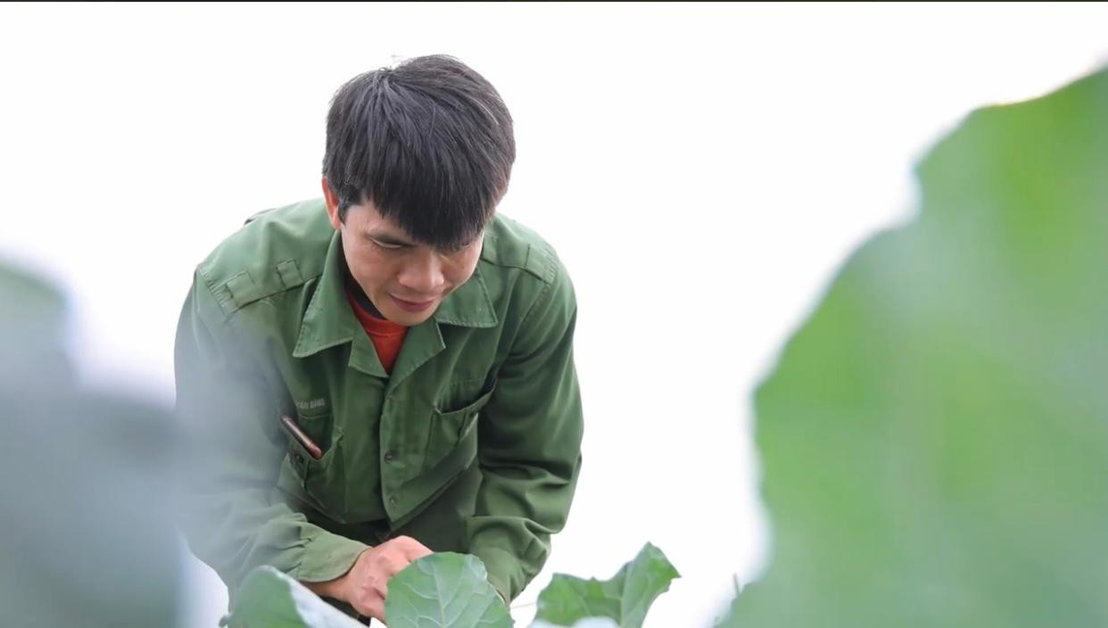 Anh Nguyễn Đức Chinh đang bắt sâu cho rau. Ảnh: Hoàng Đạt Anh Nguyễn Đức Chinh đang bắt sâu cho rau. Ảnh: Hoàng Đạt