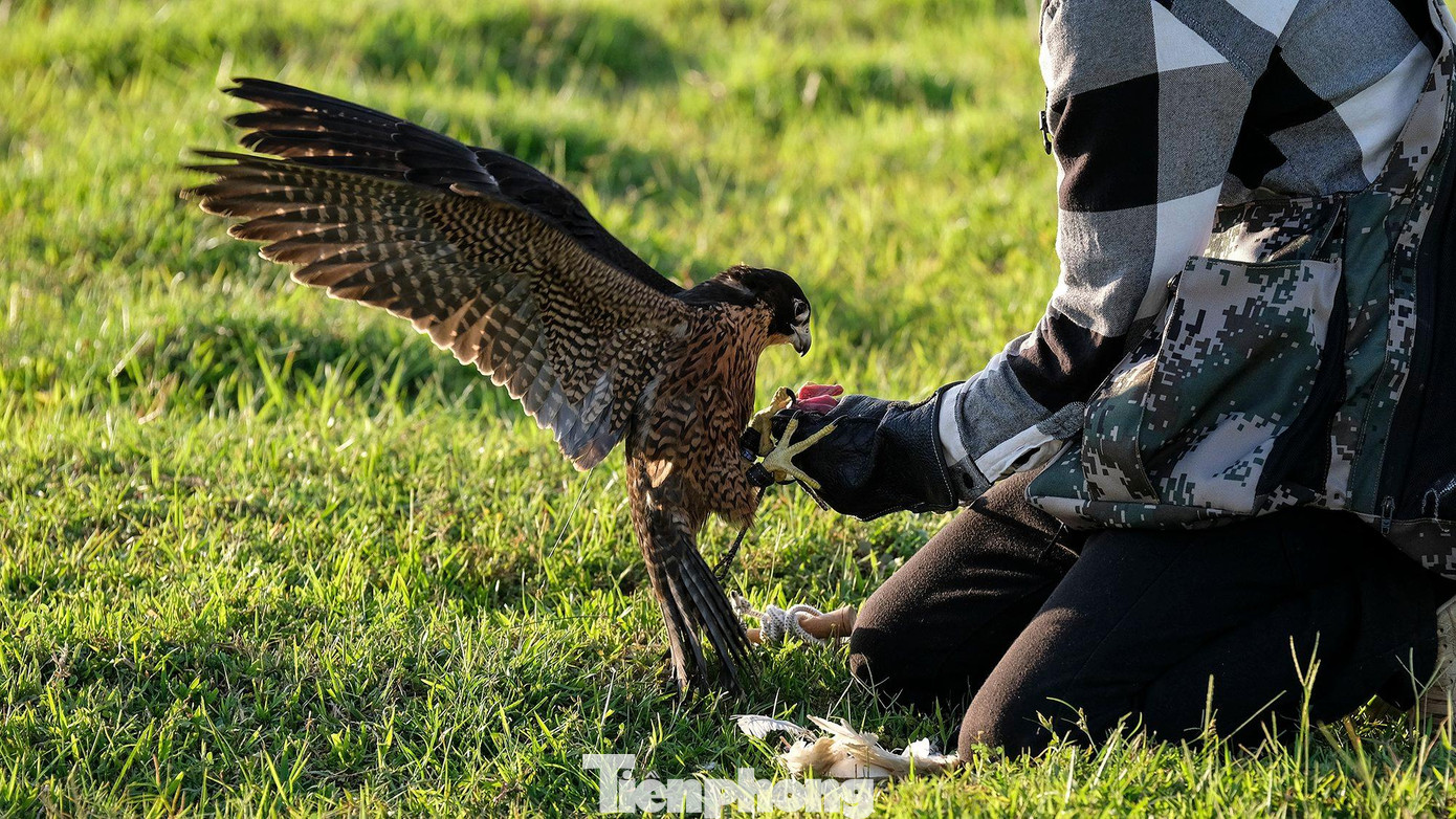 Sau khi hoàn thành bài huấn luyện, mỗi chú chim cắt sẽ được &quot;thưởng nóng&quot; một món ăn yêu thích, chủ yếu là những loại thịt có xương. Bên cạnh đó, chế độ ăn uống của chim mỗi ngày được bạn Dương Tiên Sinh (quận Nam Từ Liêm, Hà Nội) tính toán một cách rất kĩ lưỡng, cân đo đong đếm số lượng thức ăn sao cho phù hợp với trọng lượng của chim. Đối với các chim hay bay lượn nhiều thì cần bổ sung canxi để tạo nên một khung xương và đôi cánh chắc khỏe.
