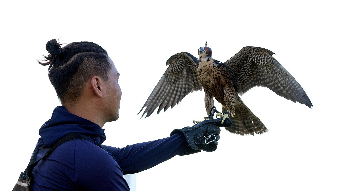 Theo những bạn trẻ có sở thích huấn luyện chim săn mồi, điều quan trọng nhất là phải trang bị các kiến thức về loài chim, đủ khả năng tài chính, đủ thời gian, sự kiên nhẫn thì mới có thể duy trì lâu dài.