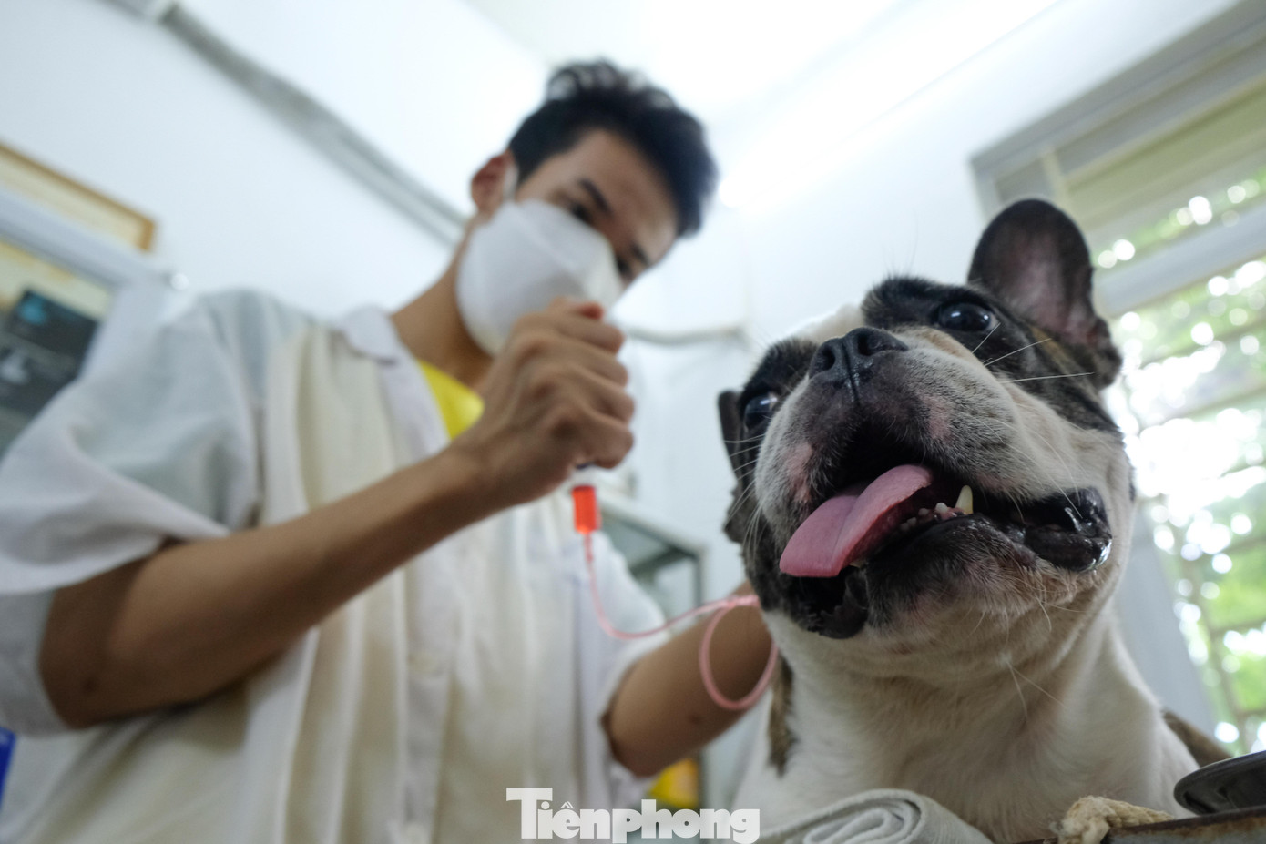 Chú chó đang được tiêm bổ sung canxi. Mỗi “bệnh nhân” ở đây đều có một liệu trình chữa bệnh riêng.