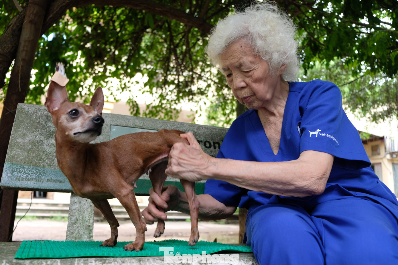 Hình ảnh PGS.TS Vân đang xoa bóp cho chú chó bị liệt lúc 9h sáng.