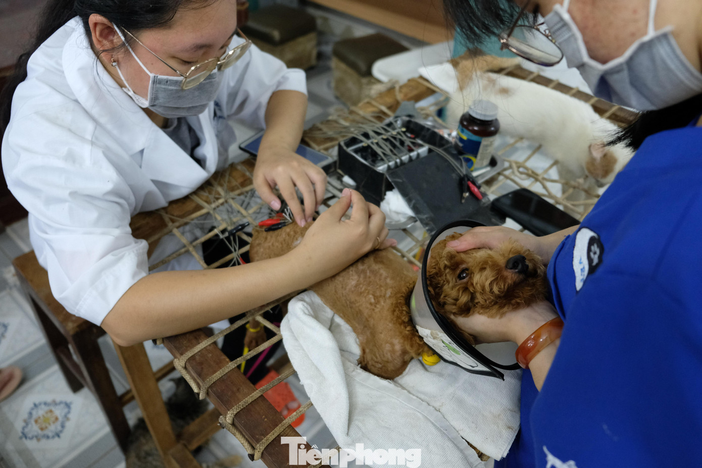 Mỗi "bệnh nhân" ở đây đều được điều trị theo lộ trình riêng, thường nhanh nhất khoảng 1 tháng.