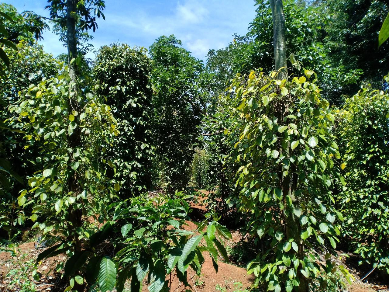 Thảo Vy tranh thủ ghi lại khung cảnh một góc vườn của gia đình. Thảo Vy tranh thủ ghi lại khung cảnh một góc vườn của gia đình.