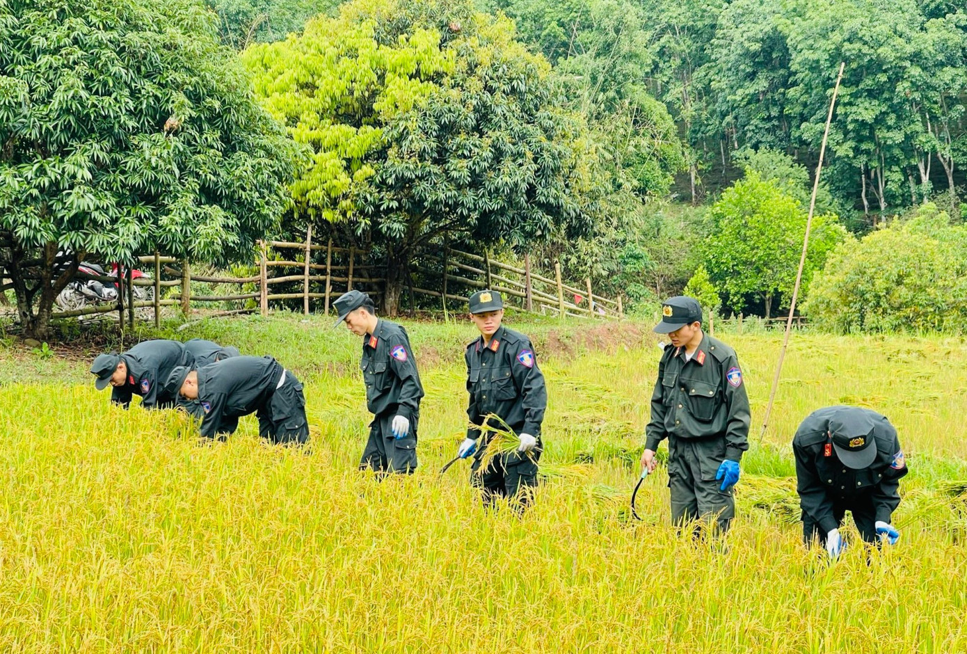 Hỗ trợ người dân thu hoạch lúa là hoạt động xã hội thường niên của tuổi trẻ công an tỉnh Điện Biên. Ảnh: Ban Thanh niên công an tỉnh Điện Biên Hỗ trợ người dân thu hoạch lúa là hoạt động xã hội thường niên của tuổi trẻ công an tỉnh Điện Biên. Ảnh: Ban Thanh niên công an tỉnh Điện Biên