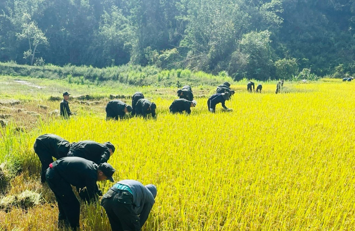 Hỗ trợ người dân thu hoạch lúa là hoạt động xã hội thường niên của tuổi trẻ công an tỉnh Điện Biên. Ảnh: Ban Thanh niên công an tỉnh Điện Biên Hỗ trợ người dân thu hoạch lúa là hoạt động xã hội thường niên của tuổi trẻ công an tỉnh Điện Biên. Ảnh: Ban Thanh niên công an tỉnh Điện Biên