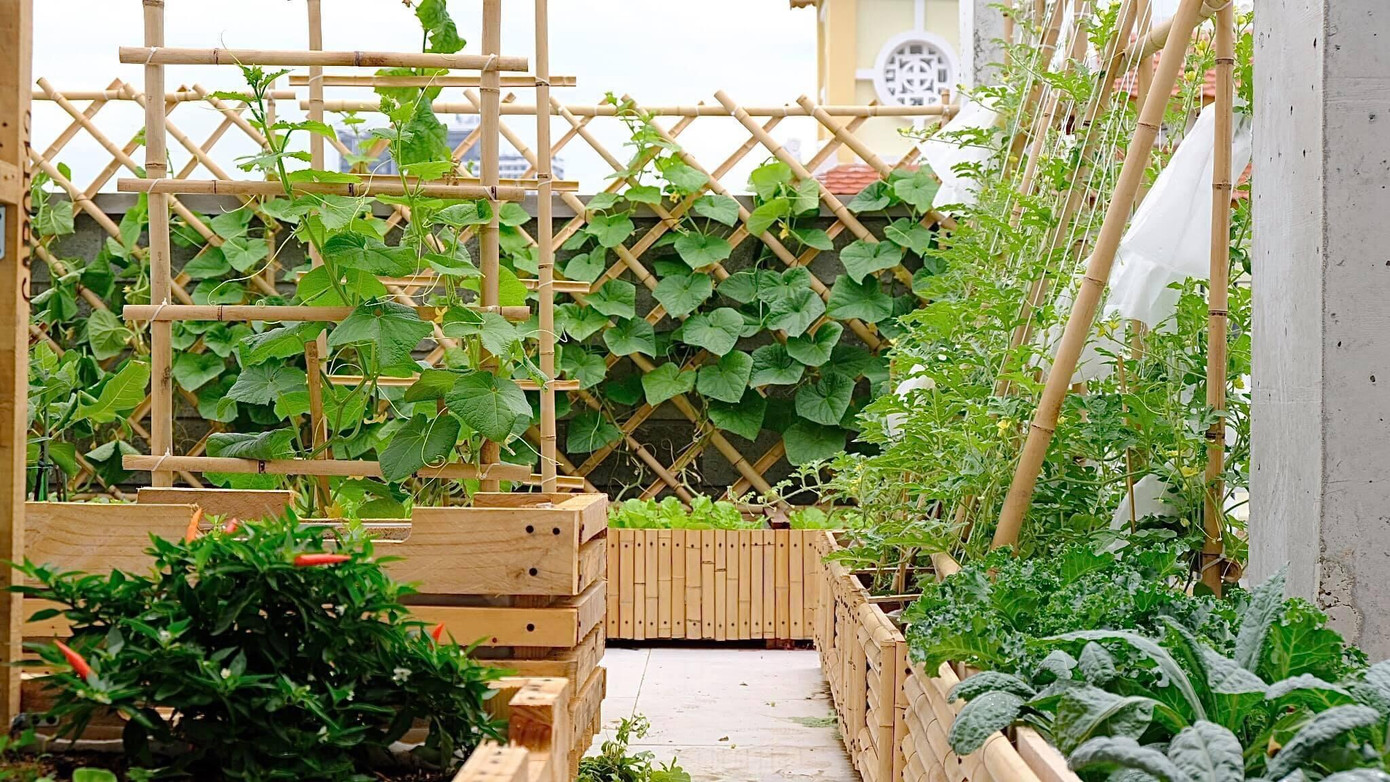 Từ khâu mua đất trồng, Ánh Minh rất kỹ lưỡng và cẩn thận để đảm bảo dinh dưỡng cho rau phát triển. Cô mua đất ở quê và người quen bán, sau đó tự trộn với các giá thể, phân bón theo tỉ lệ thích hợp với từng loại cây trồng (cây lấy quả, rau, cây thân gỗ lâu năm). Từ khâu mua đất trồng, Ánh Minh rất kỹ lưỡng và cẩn thận để đảm bảo dinh dưỡng cho rau phát triển. Cô mua đất ở quê và người quen bán, sau đó tự trộn với các giá thể, phân bón theo tỉ lệ thích hợp với từng loại cây trồng (cây lấy quả, rau, cây thân gỗ lâu năm).