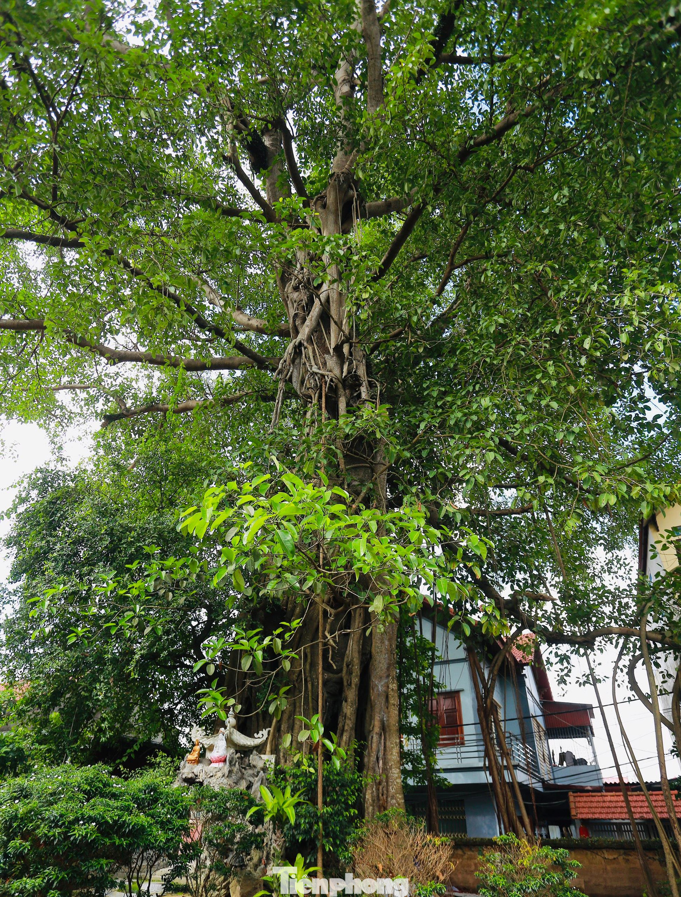 Cây Đa cổ thụ tại chùa Mía.