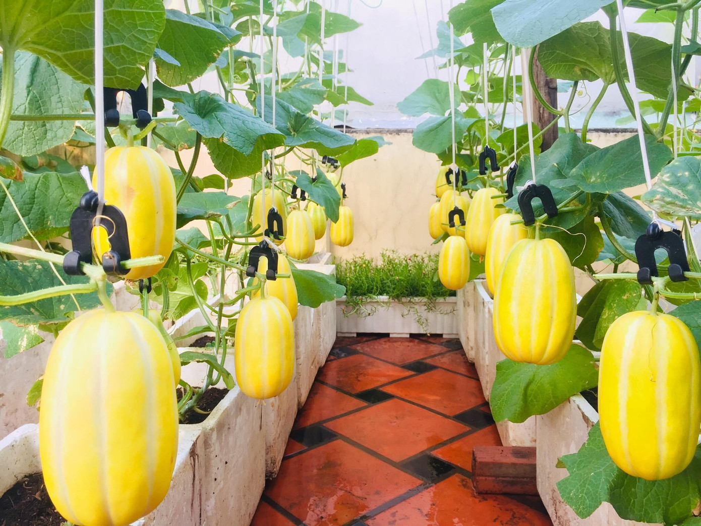 Với những thành quả từ khu vườn "trên không", chị Ngọc Ánh được nhiều người nhận xét giống "cô nông dân thành thị" chính hiệu. Với những thành quả từ khu vườn "trên không", chị Ngọc Ánh được nhiều người nhận xét giống "cô nông dân thành thị" chính hiệu.