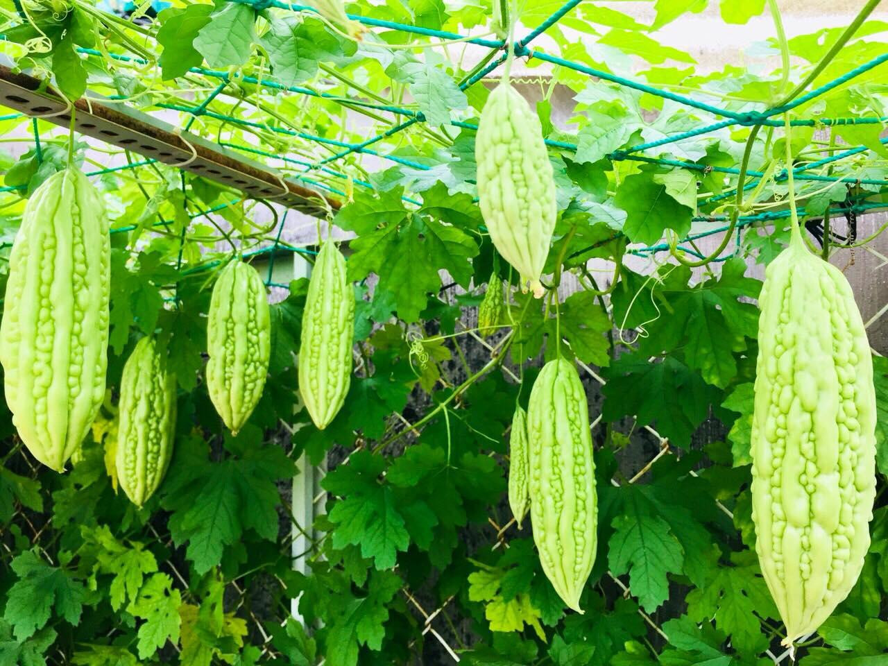 Không chỉ phục vụ nhu cầu ăn uống cho gia đình, chị Ánh còn chia sẻ trái cây sạch với người thân, bạn bè và hàng xóm. Không chỉ phục vụ nhu cầu ăn uống cho gia đình, chị Ánh còn chia sẻ trái cây sạch với người thân, bạn bè và hàng xóm.