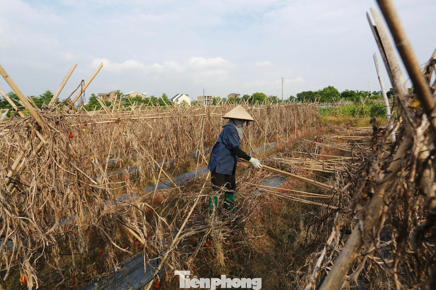 Xã Tiền Phong, huyện Mê Linh được biết đến là một vùng chuyên canh rau có tiếng, vựa rau củ quả lớn nhất nhì của Hà Nội với đa dạng các loại như: dưa leo, dưa lê, cà chua, mướp đắng, ớt chuông, rau cải.... Tháng 6 năm nay, người dân tại đây bần thần vì hoa màu hư hại, không thể thu hoạch, công chăm sóc bằng không.