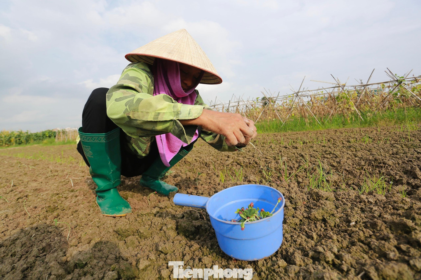 Thay đổi giống cây trồng, chọn cây có đề kháng tốt cũng là một giải pháp của các hộ nông dân tại đây để giảm thiểu tối đa thiệt hại trước biến động thất thường của thời tiết.